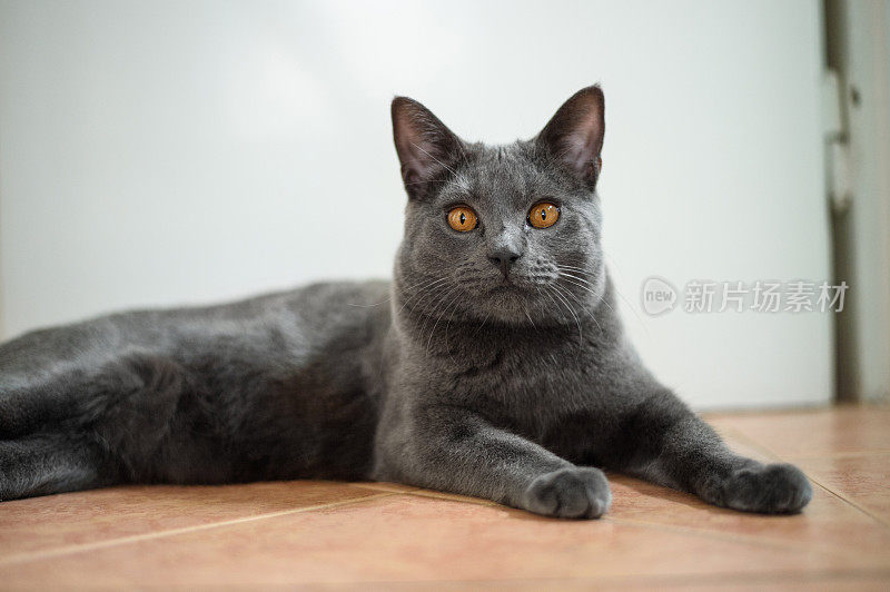 地板上美丽的夏特鲁猫