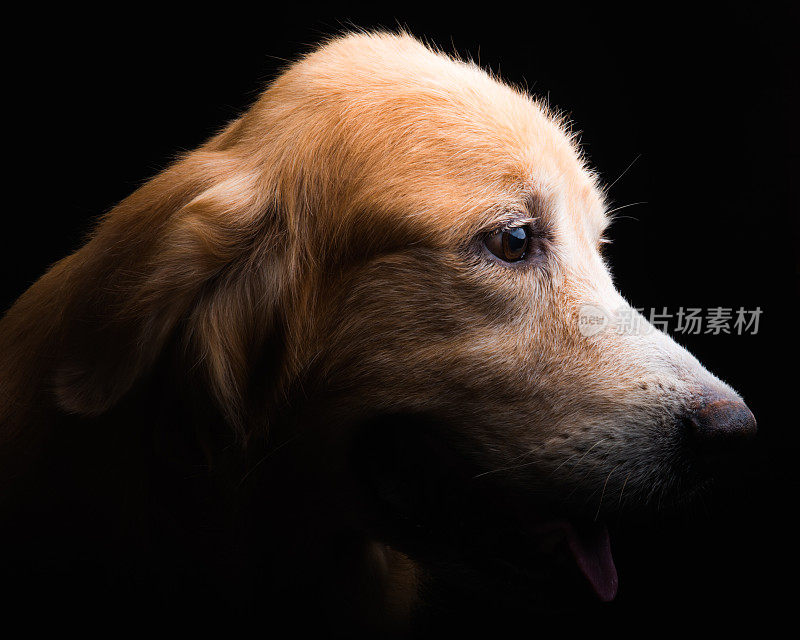 狗的金毛寻回犬