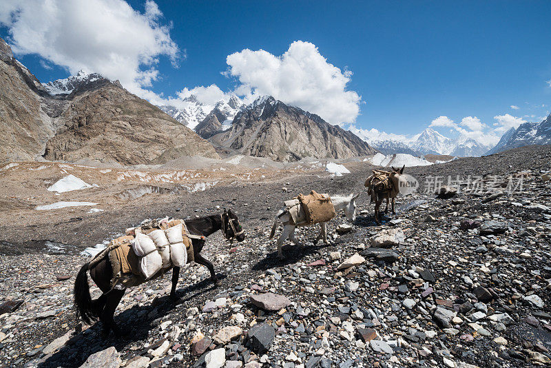 巴基斯坦喀喇昆仑山脉上行走的驴子。