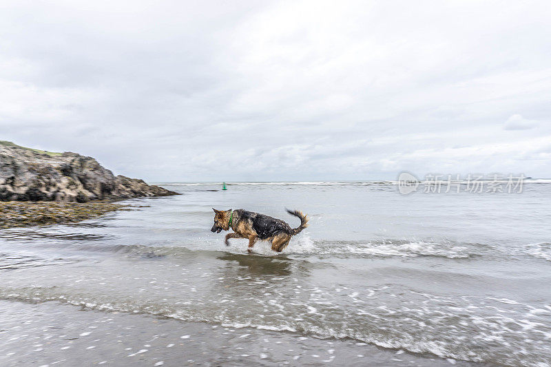 德国牧羊犬在水中奔跑-运动模糊