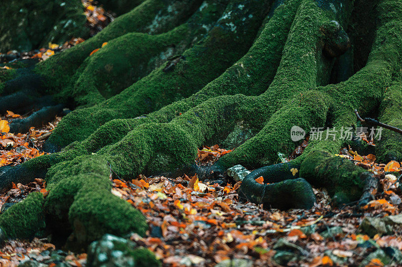 坚固的老树根上覆盖着绿色的苔藓。近距离