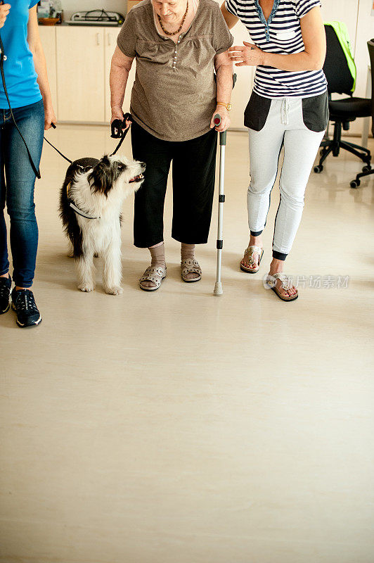 经过训练的狗帮助老年妇女在行走时保持稳定