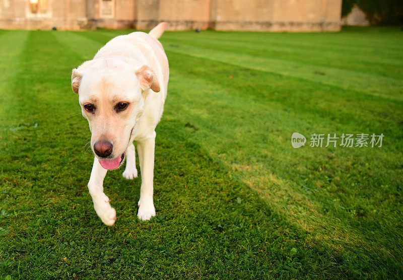 英国的拉布拉多寻回犬