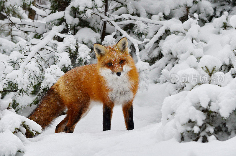 冬天里的红狐狸