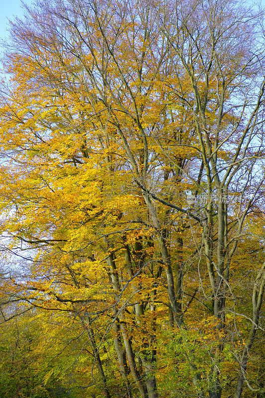 德国艾菲尔的山毛榉林中秋色