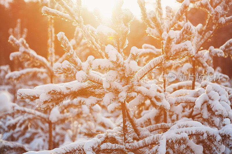 奇妙的冬日森林覆盖着皑皑白雪