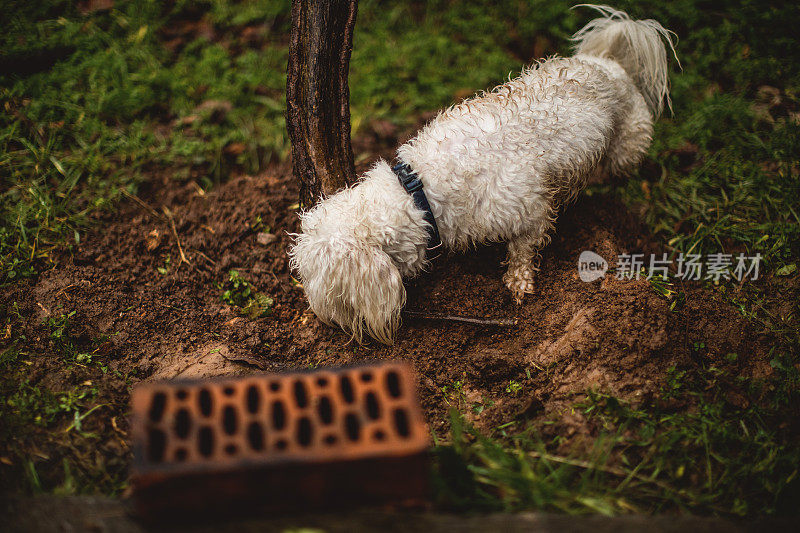 雨中的马耳他狗