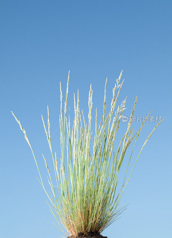 干燥的草和蓝天