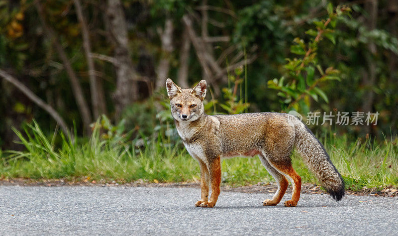 赤狐，在智利的湖泊地区