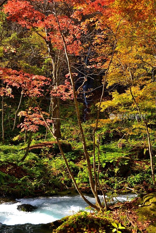 日本青森市秋天的磐濑山溪