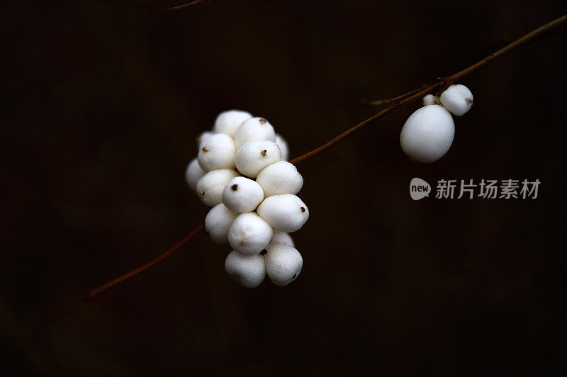 罕见plants-Cornus阿尔巴