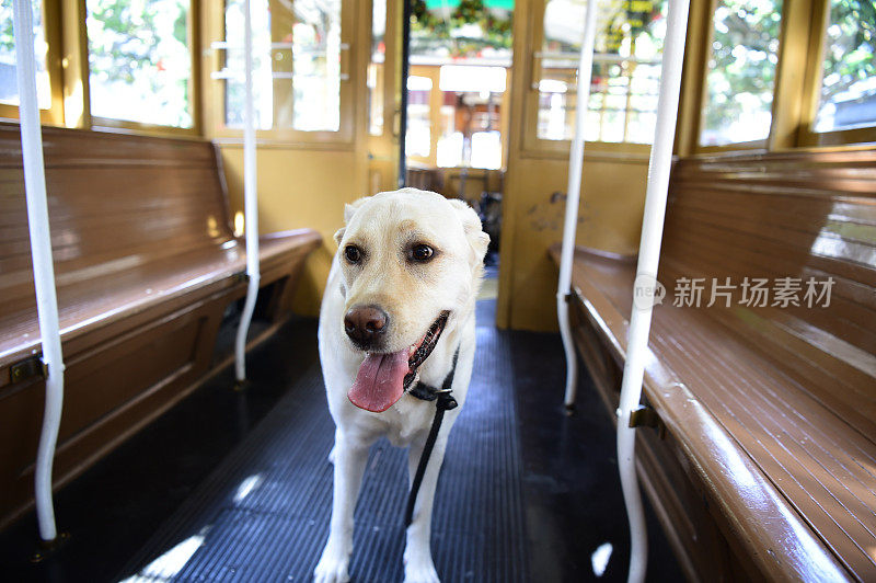 缆车上的拉布拉多寻回犬