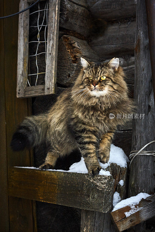 毛茸茸的西伯利亚猫在木头雪墙背面观看