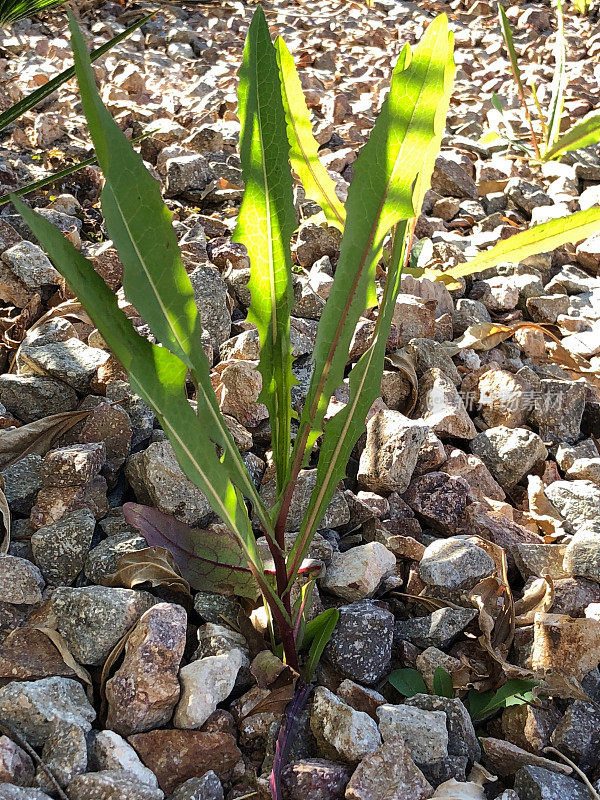 野花野草