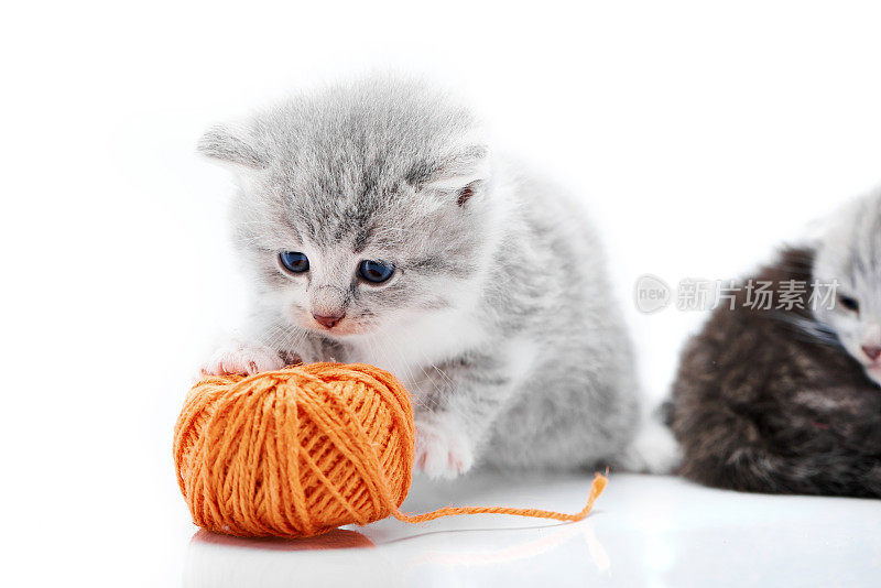 在白色的照相馆里，这只毛茸茸的小猫咪在玩橙色的毛线球，其他猫咪在后面玩