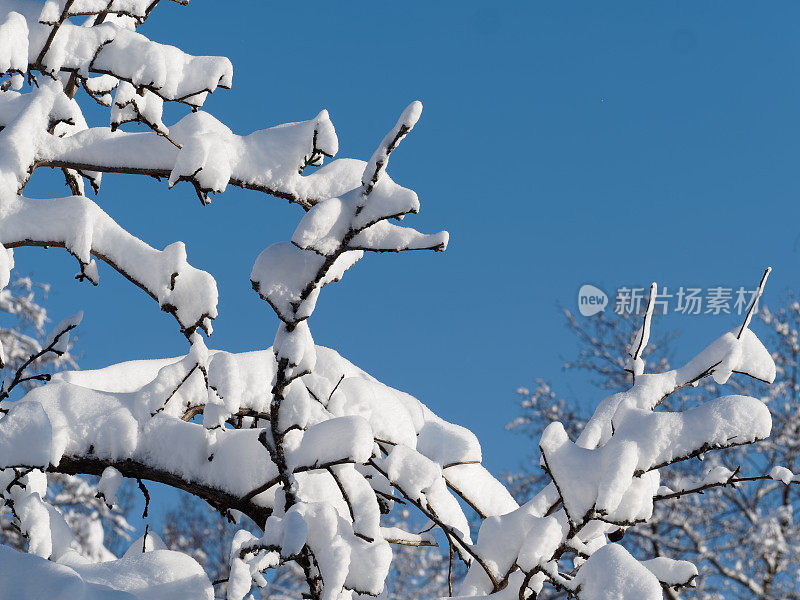 树枝上有厚厚的积雪