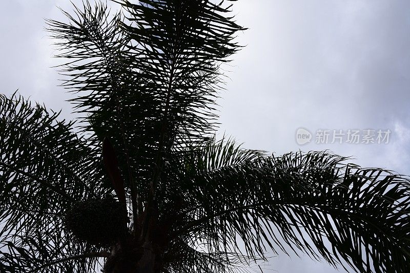 棕榈树轮廓