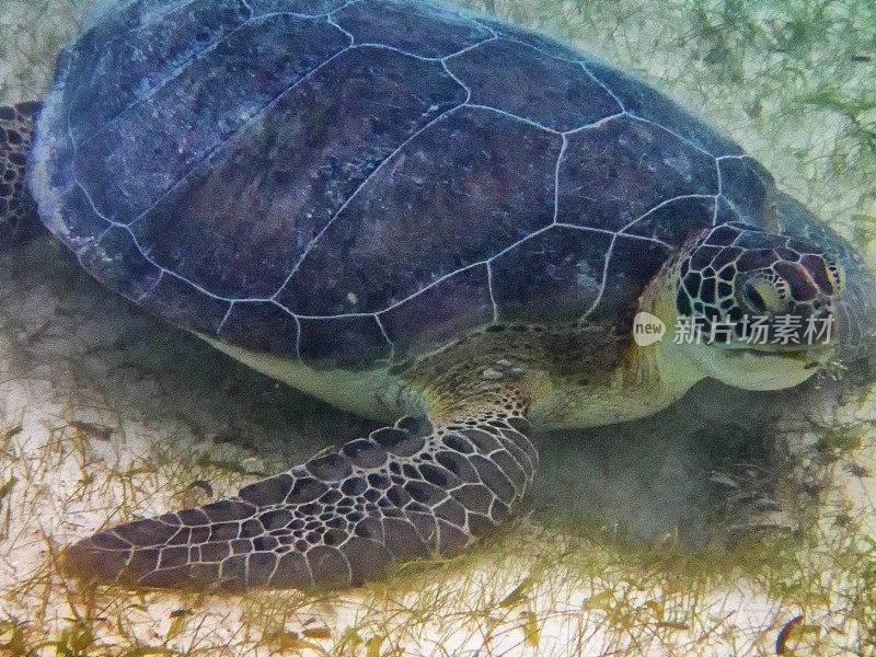 绿海龟的特写