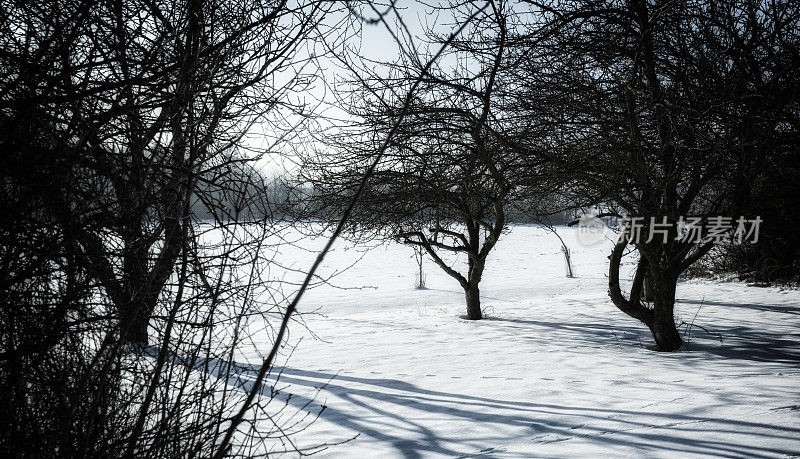 绿荫下的雪