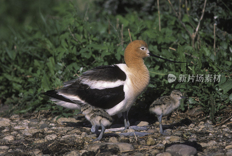 美国鳄梨和小鸡