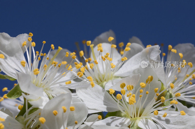 花园里一棵果树上盛开的白色花朵。近距离