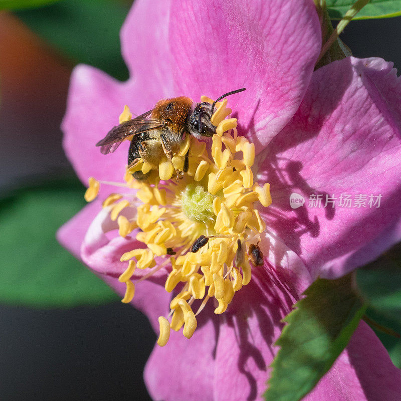 蜜蜂在玫瑰花瓣上采集花粉