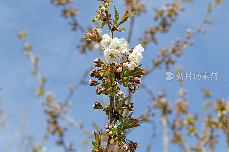 苹果在春天开花