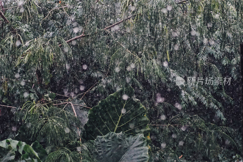 雨与热带丛林的背景