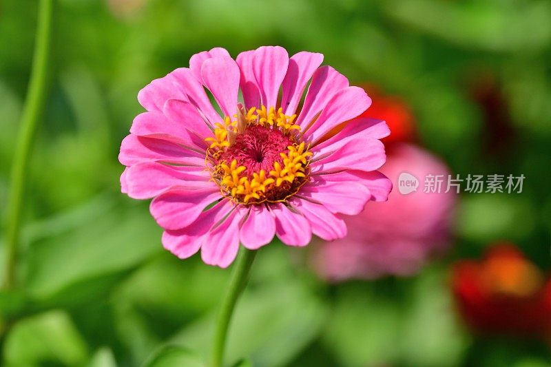 Zinnia花