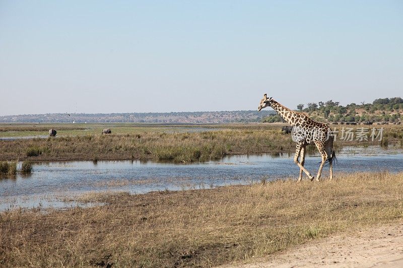 博茨瓦纳丘比公园的长颈鹿