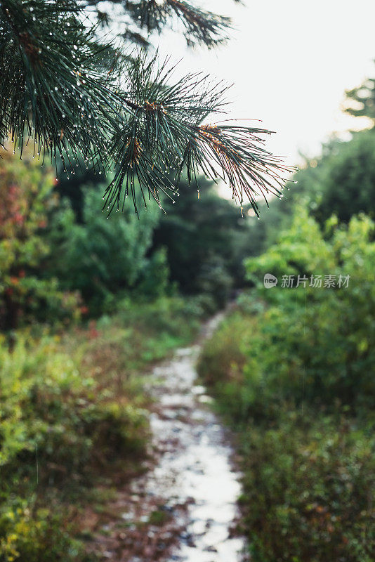 潮湿的徒步旅行路线