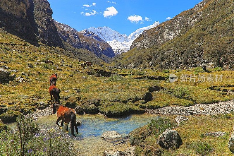 秘鲁布兰卡山脉的奥夏帕尔卡和兰拉帕尔卡山脉，经过拉卡山谷河流的马匹
