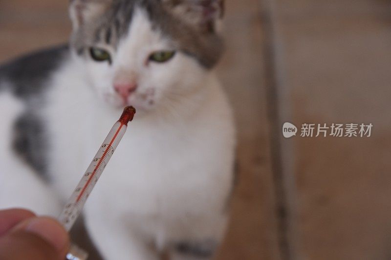 小猫热测量