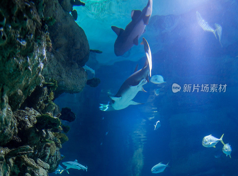 鲨鱼和其他鱼类之间的水下岩石在水族馆，从下面看