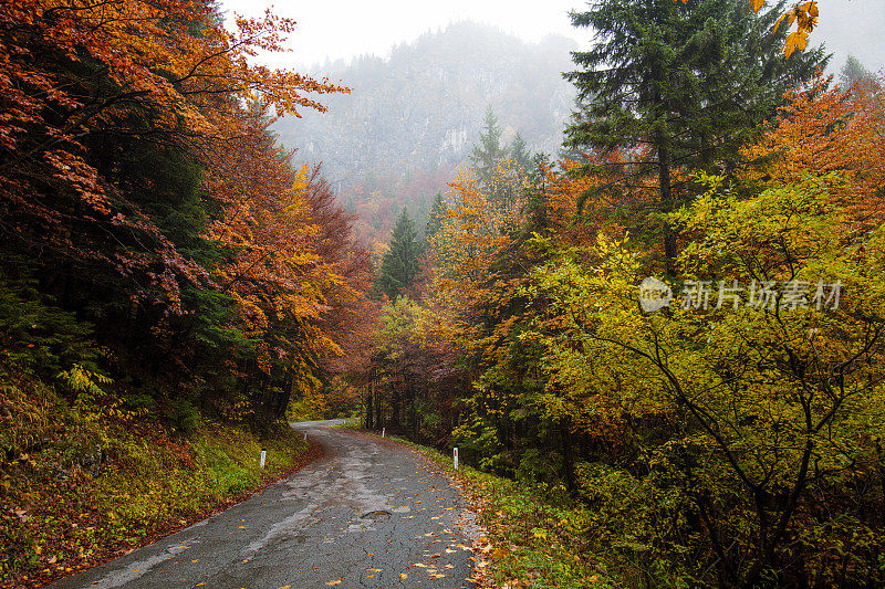 空旷的道路通过秋天的森林在欧洲阿尔卑斯山，斯洛文尼亚。