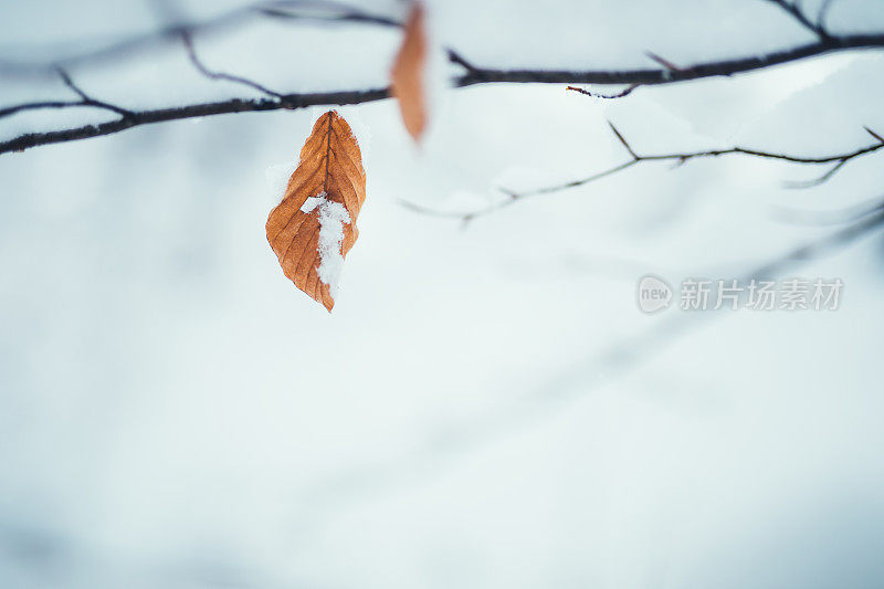 白雪覆盖的树叶