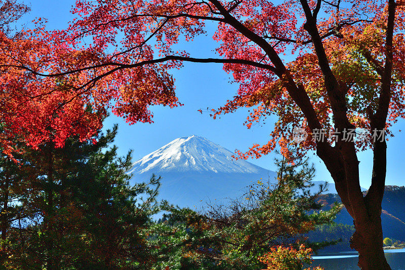 日本富士五湖地区的富士山和秋叶