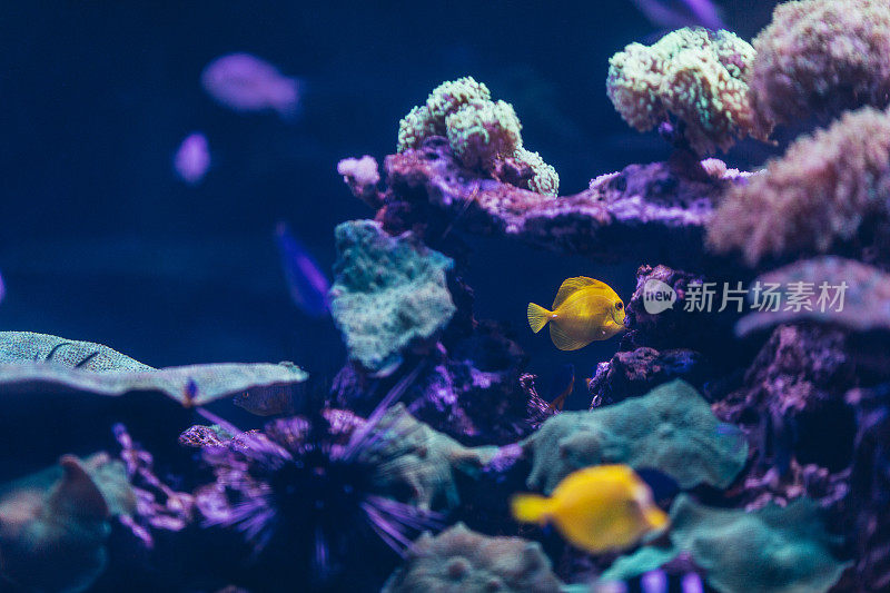 水族馆里的珊瑚水下世界
