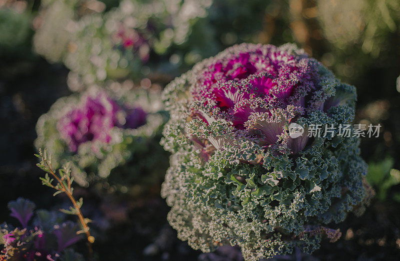 装饰白菜，装饰白菜，花椰菜，甘蓝