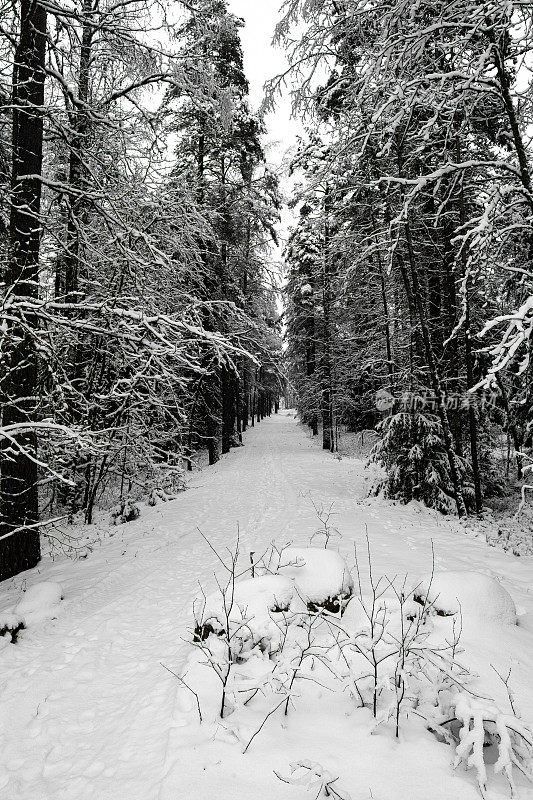 神奇的雪覆盖了树木。美丽的冬天的风景