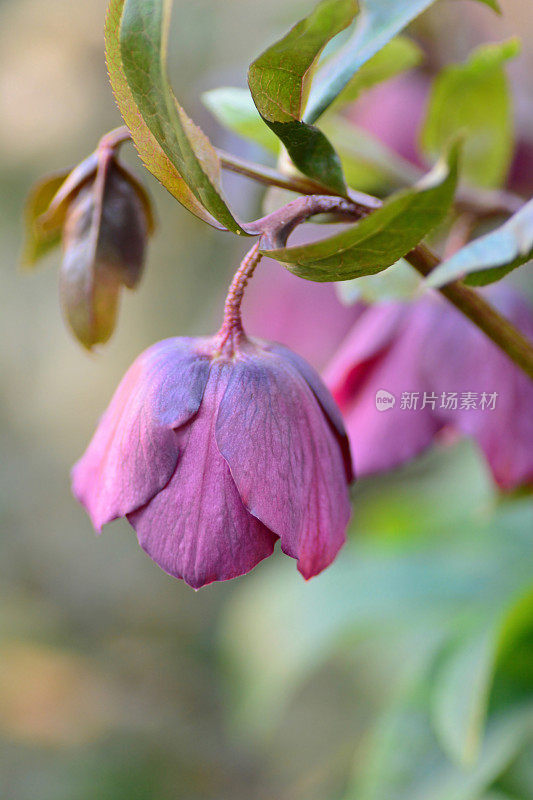 红色藜芦植物。