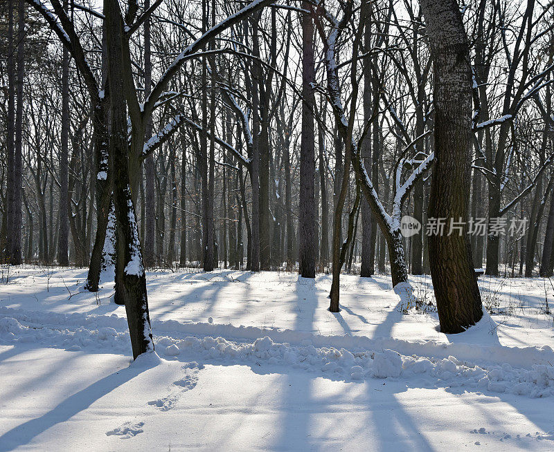 树木和雪在冬天