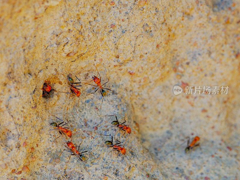 微距拍摄的刺白蚁进入和退出大教堂白蚁丘在澳大利亚的北部领土