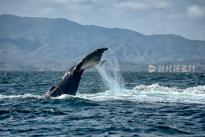 座头鲸浮出水面和潜入水下的雄伟景象
