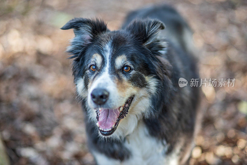 友好的边境牧羊犬