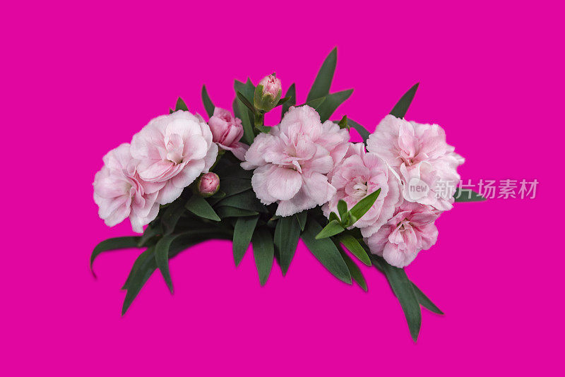 甜蜜的威廉康乃馨横幅与粉红色的背景