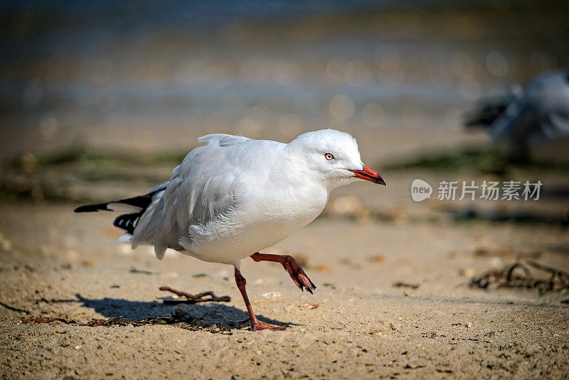 海鸥(海鸥属)