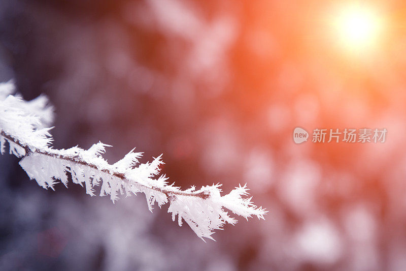 白雪覆盖的树枝特写。弗罗斯特,暴风雪,暴雪。阳光在日落时分