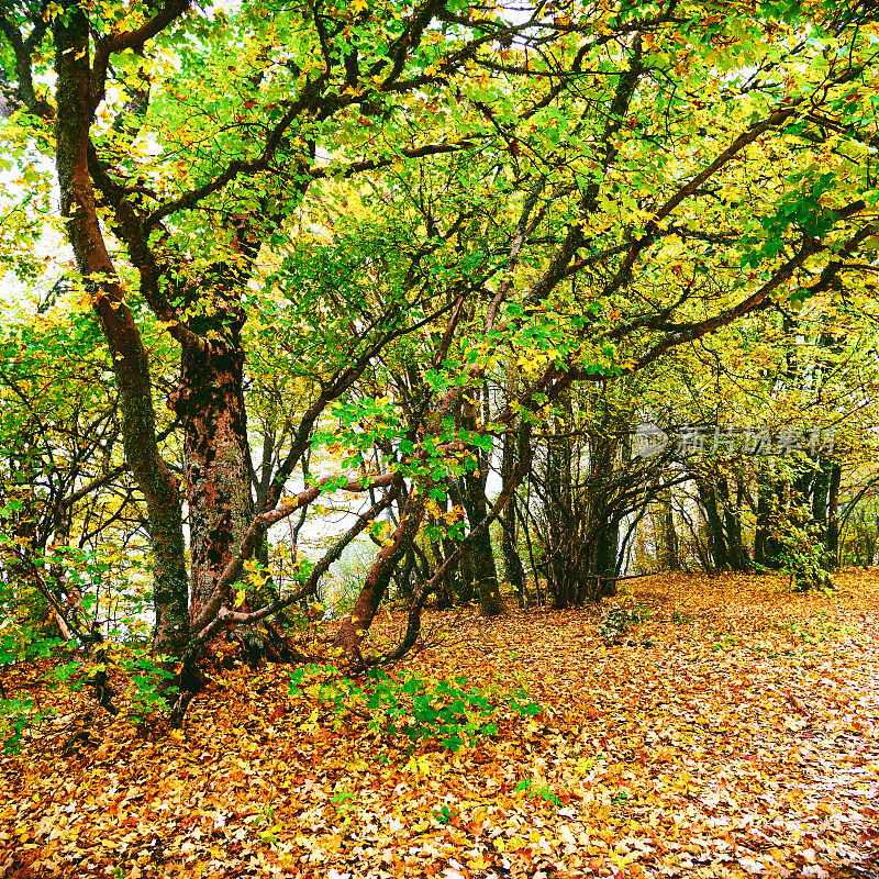秋天绿树黄树，克里米亚