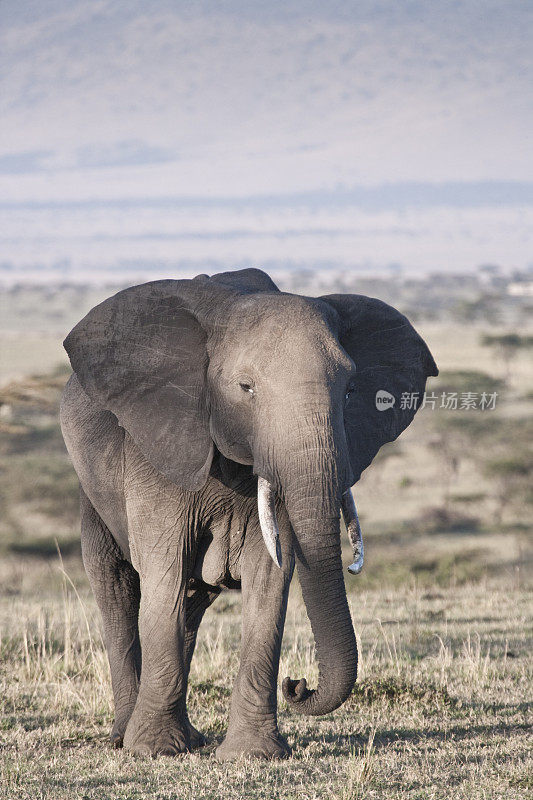 非洲肯尼亚马赛马拉的非洲象